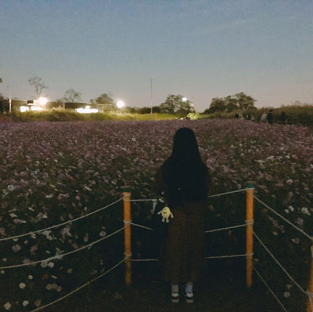 가을 억새 명소 “하늘공원”