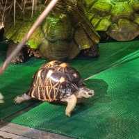 免費觀賞爬蟲類動物好地方