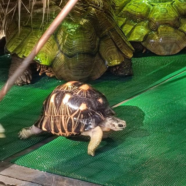 免費觀賞爬蟲類動物好地方