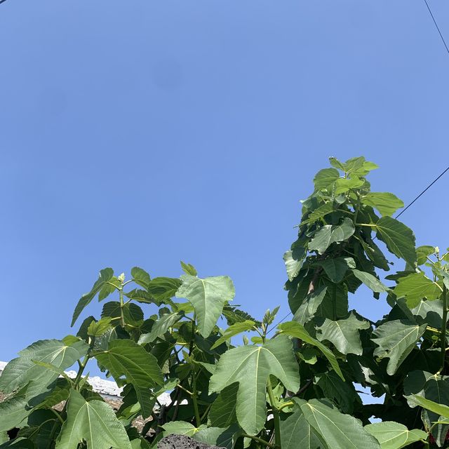 제주도의 낮