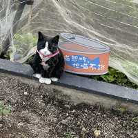 【 好可愛的小貓咪藝術裝置 】