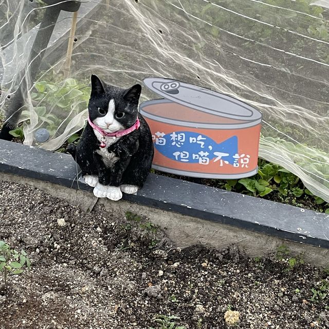 【 好可愛的小貓咪藝術裝置 】 【 好可愛的小貓咪藝術裝置 】