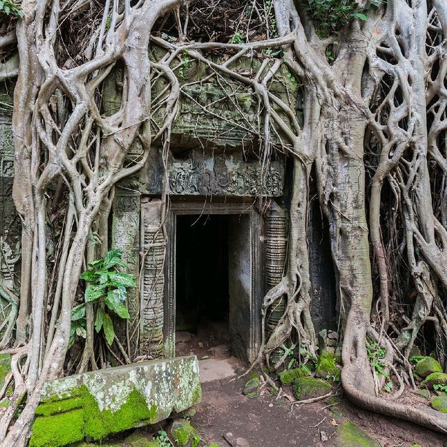 Ta Prohm Temple