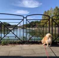柏の葉公園　秋の紅葉が綺麗
