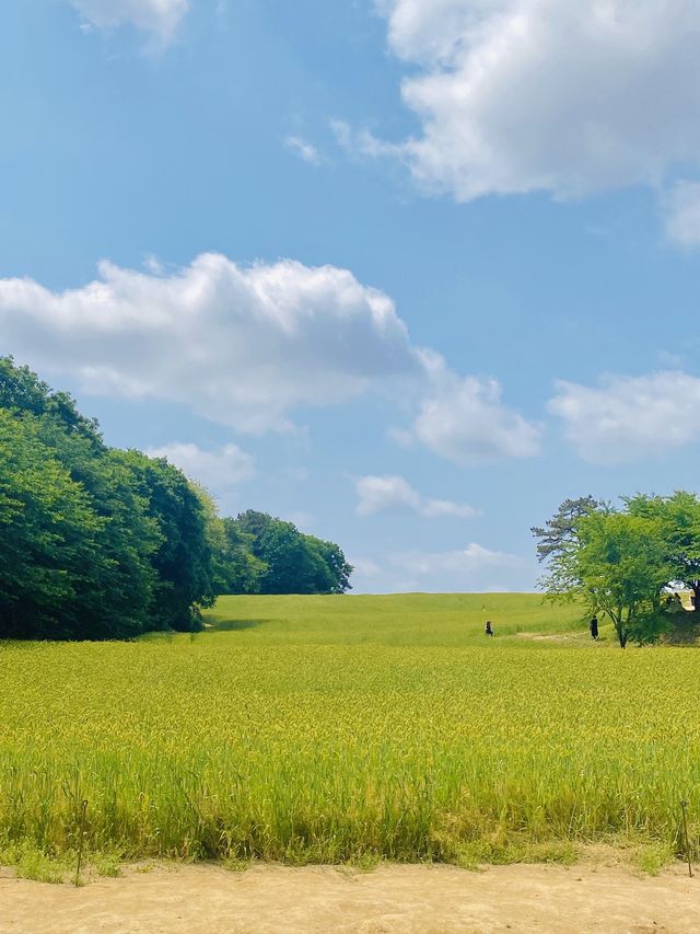 초록초록 윈도우 배경화면이 생각나는 카페🌾💚