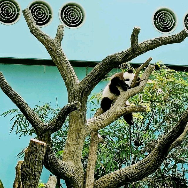 Giant Panda Forest 🐼
