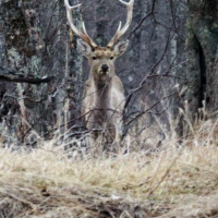 野生動物と出会えるカヌーツアー