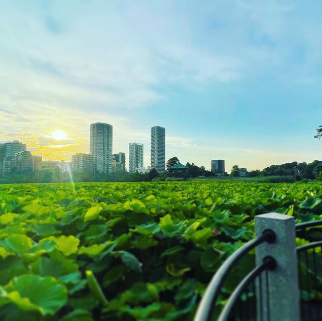 不忍池の蓮