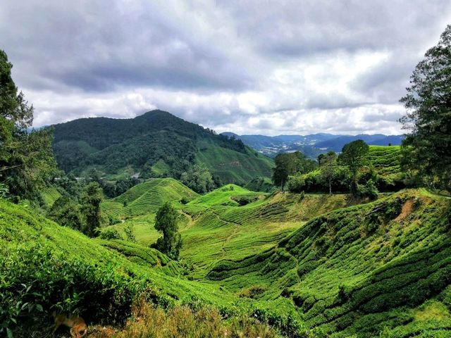 Homey hotel in Cameron Highlands