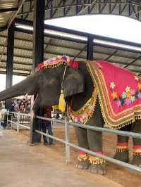 โลกของช้าง 🐘 สุรินทร์ซิตี้