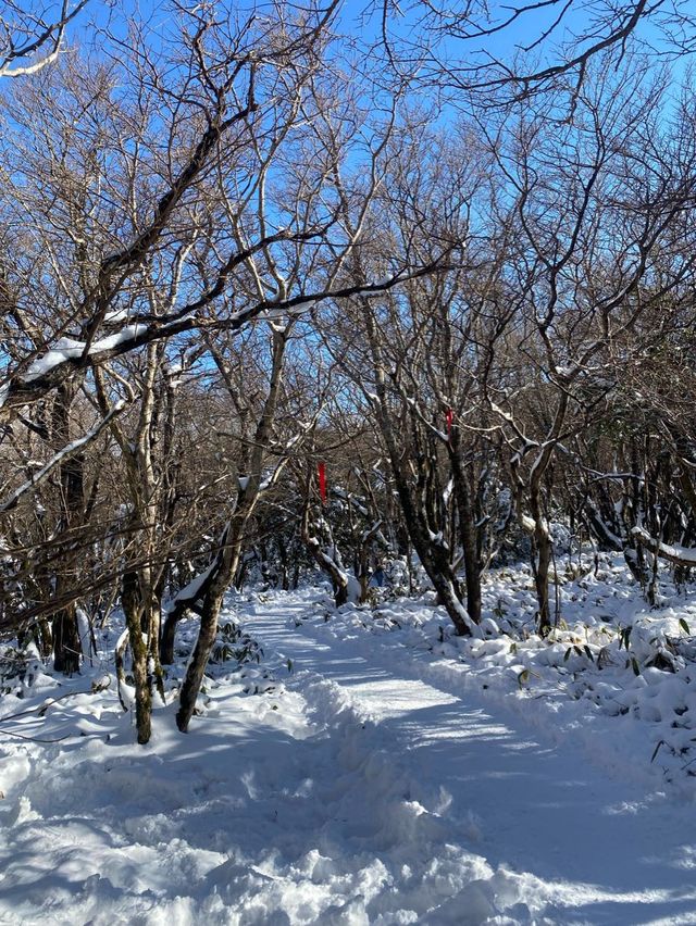 한라산에서 가장 가까운 오름, 어승생악!
