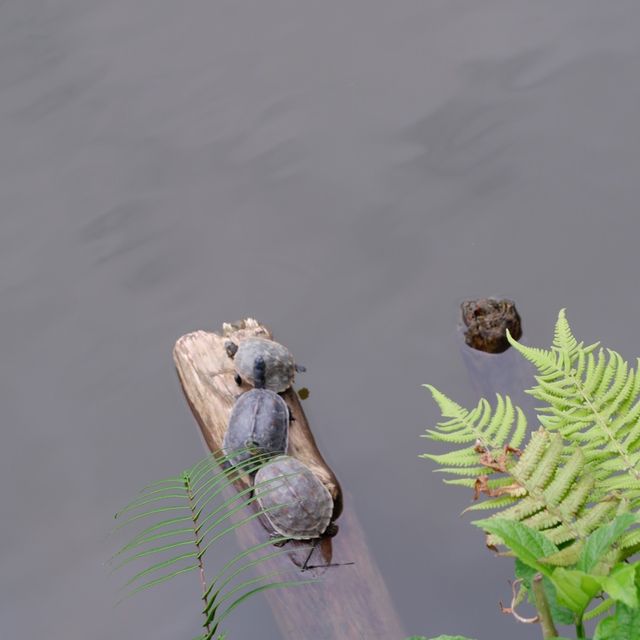 深圳至抵玩植物園