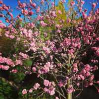Best spring time bloom at golden gate park