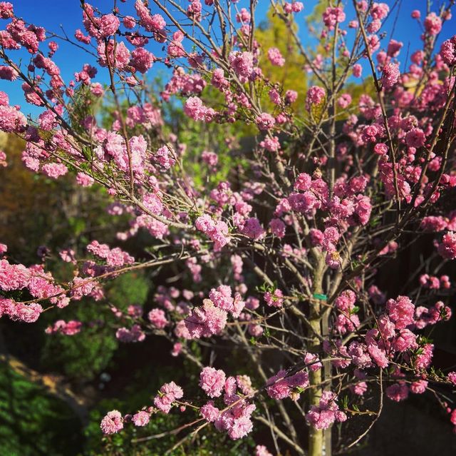 Best spring time bloom at golden gate park
