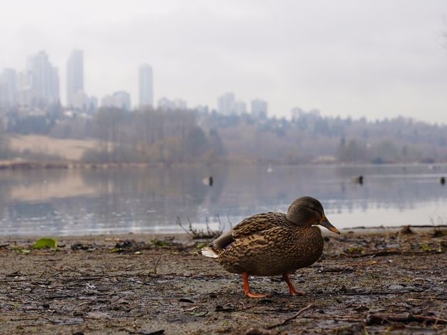 本拿比 Deer Lake