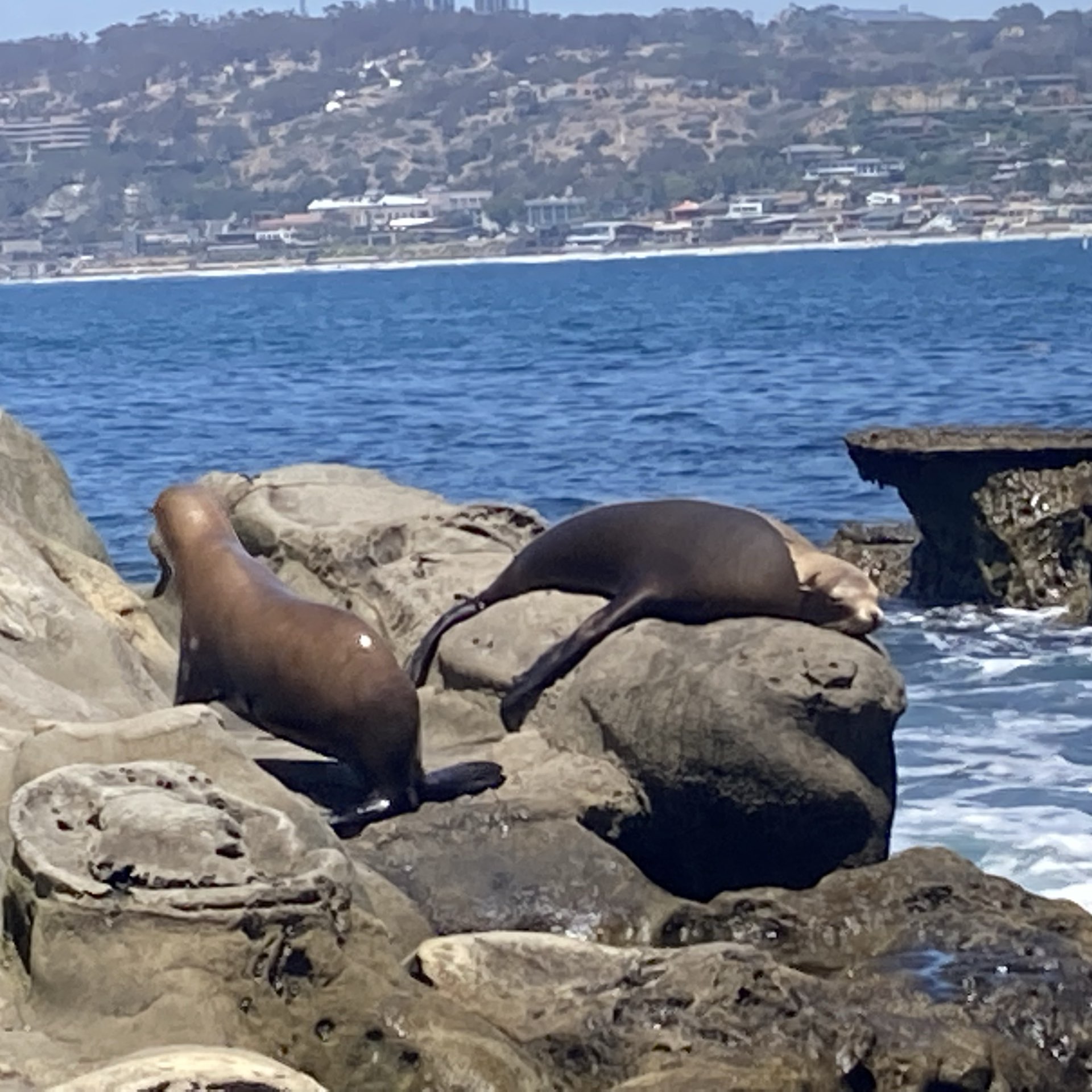 San Diego sea lions: What to know before visiting La Jolla Cove