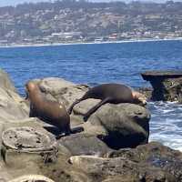 La Jolla Cove