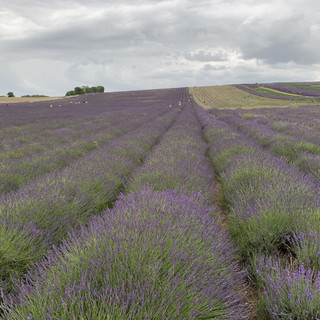 Very beautiful lavender fields near London