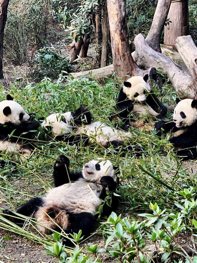 Chengdu trip in early spring🌸 