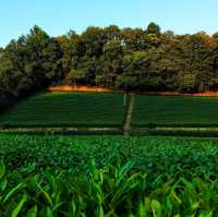 Away from the crowds tea fields, Hangzhou