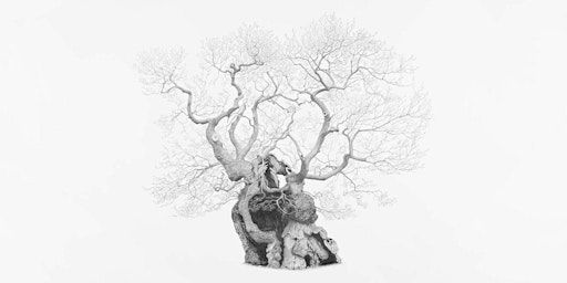 Opening Party: The Art of Trees | The Harley Foundation