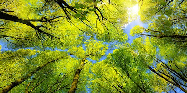 Music for a summer's afternoon | Queens' College, Chapel