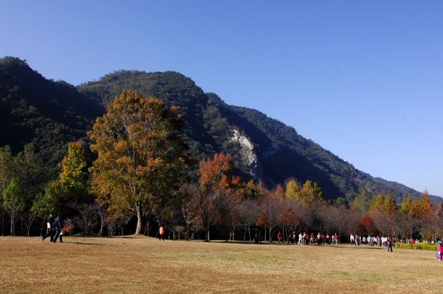 【2025台灣楓葉季】南投人氣賞楓景點推介：奧萬大國家森林遊樂區、溪頭自然教育園區/杉林溪森林生態度假園區、清境農場 | 南投