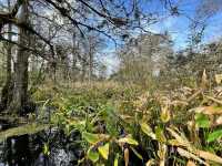 Audubon Corkscrew Swamp Sanctuary