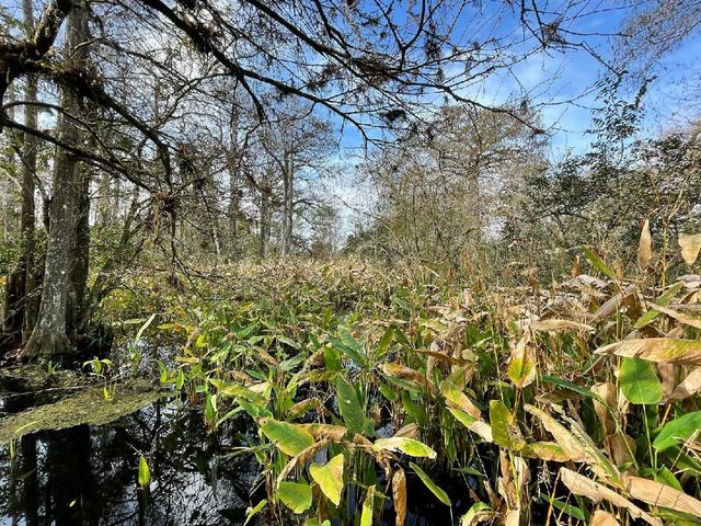 Audubon Corkscrew Swamp Sanctuary