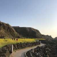 제주 애월 유채꽃이 가득한, 한담해안산책로 🌼
