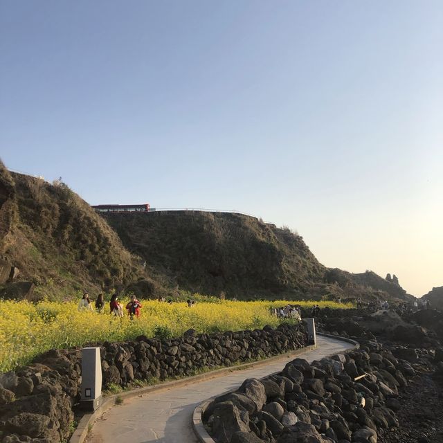 제주 애월 유채꽃이 가득한, 한담해안산책로 🌼