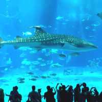美麗海水族館