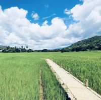 สะพานทุ่งนาแห่งร่องเขานครชุม