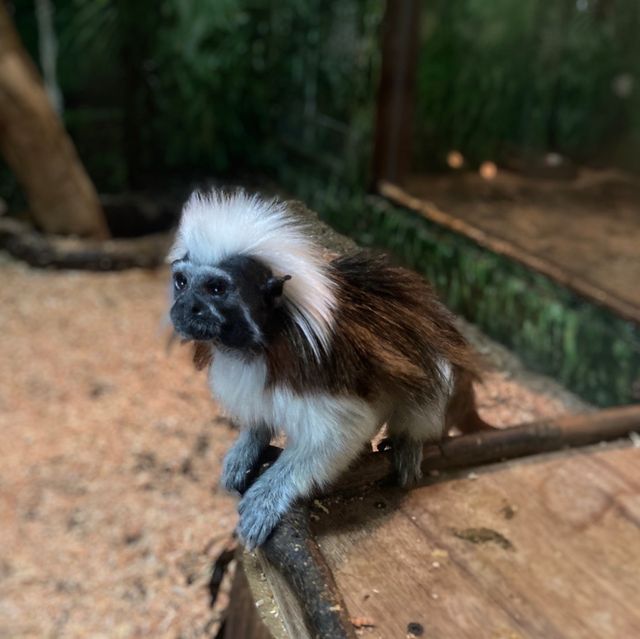 ふれあい動物園『伊豆シャボテン動物公園』