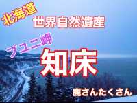 北海道　世界自然遺産　冬の知床プユニ岬で鹿と戯れた❗️