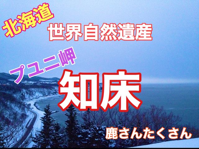 北海道　世界自然遺産　冬の知床プユニ岬で鹿と戯れた❗️