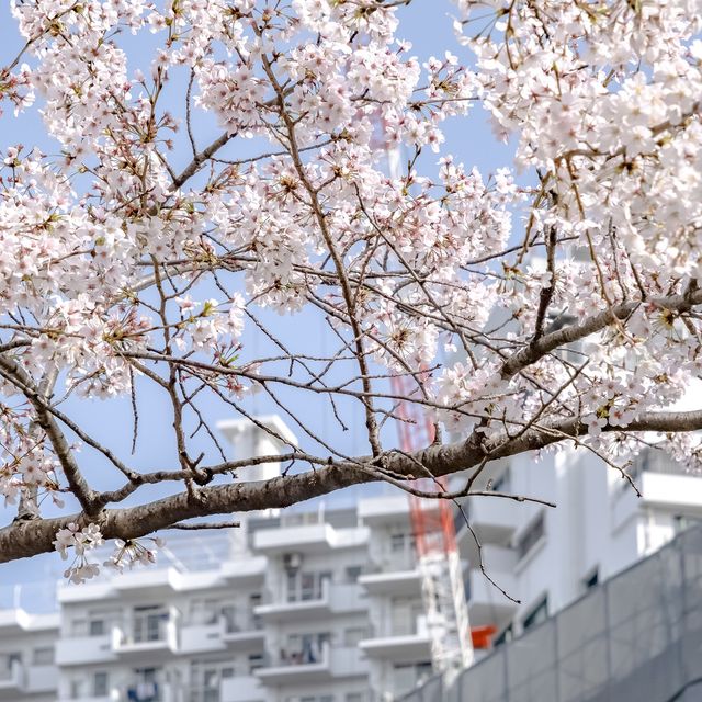 目黒川雅叙園マンション前付近の桜