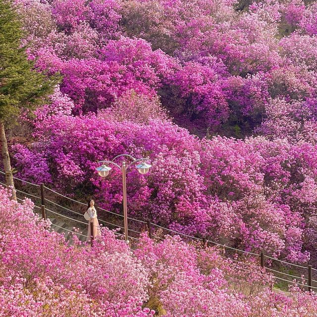 진달래 구경하러 진달래동산으로 가보세요💓