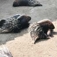 南台灣最大的野生動物園