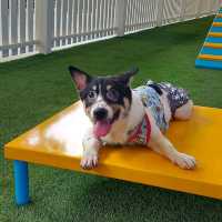 Paw Park @ SM City Clark