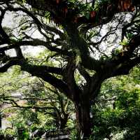 The Raffles Garden At Fort Canning Park