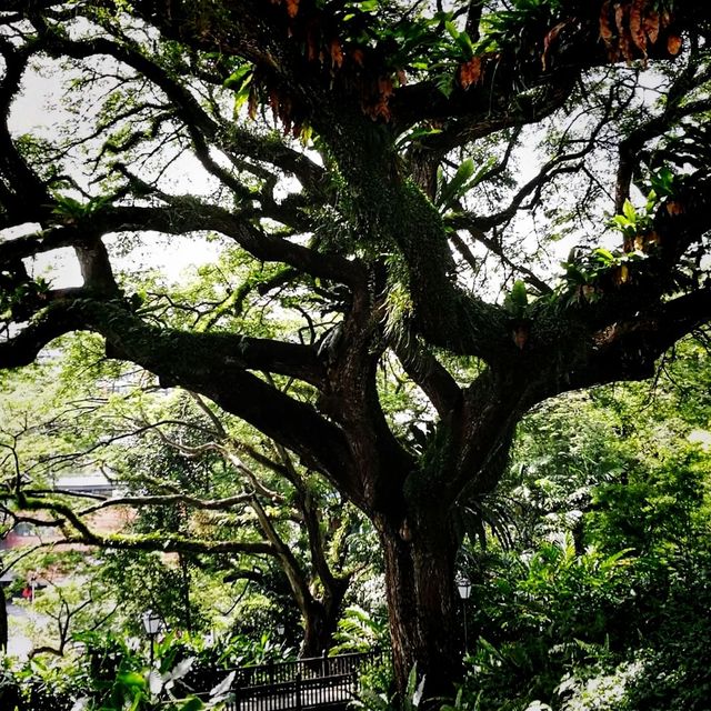 The Raffles Garden At Fort Canning Park