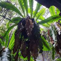 The Baboon House