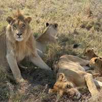 Serengeti the Home of the Wilderness 