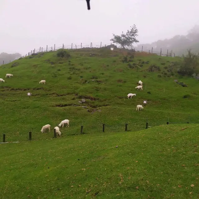 Cing Jing Farm Day Tour