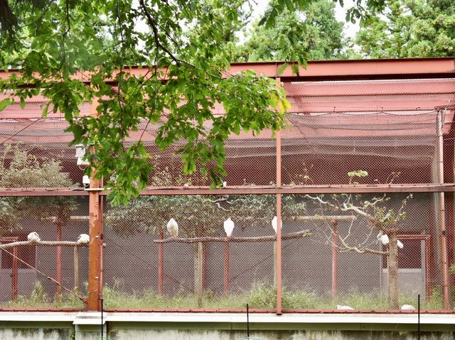 【新潟】佐渡島のトキの森公園♪