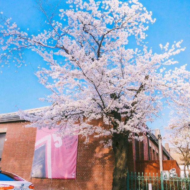 서울 벚꽃 명소 정독도서관