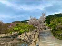 京都　KYOTO SAKURAめぐり❗️円山公園の祇園枝垂桜に感動❗️