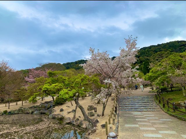 京都　KYOTO SAKURAめぐり❗️円山公園の祇園枝垂桜に感動❗️