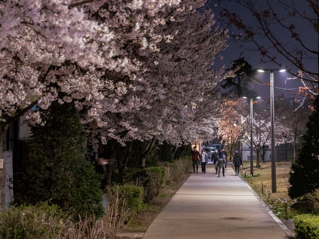 벚꽃 보며 밤산책 하기 좋은 곳